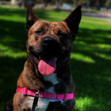 Adopt Jamie