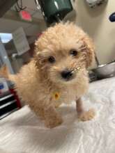 Butternut in the hospital
