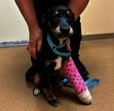 Kalahari at the vet