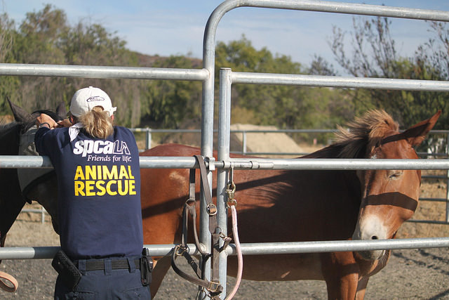 spcaLA Responds to Sand Fire