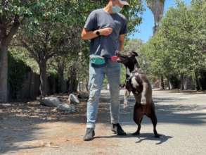 spcaLA trainer working with a shelter dog, 2021