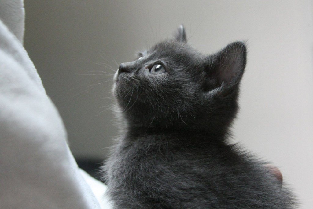 Kitten