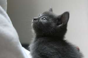Kitten