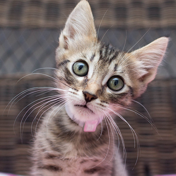 Donate to help stop animal cruelty