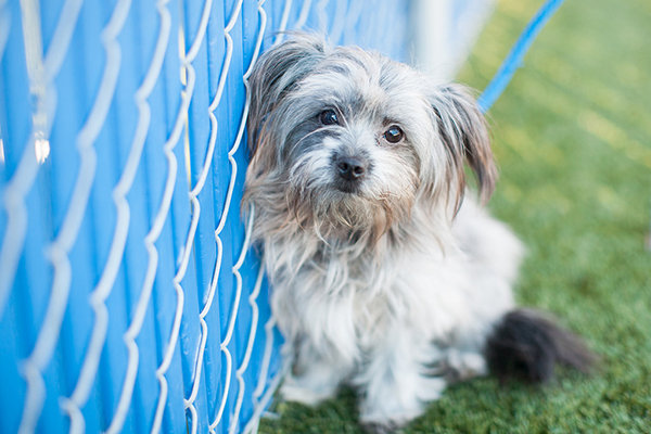 Donate to help stop animal cruelty