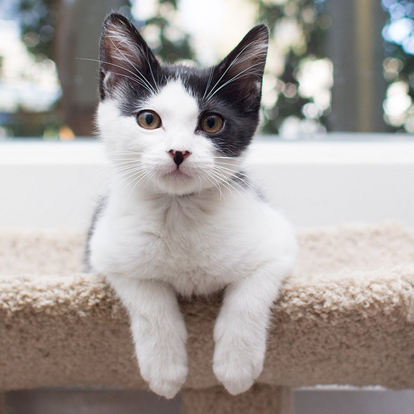 Donate to help stop animal cruelty