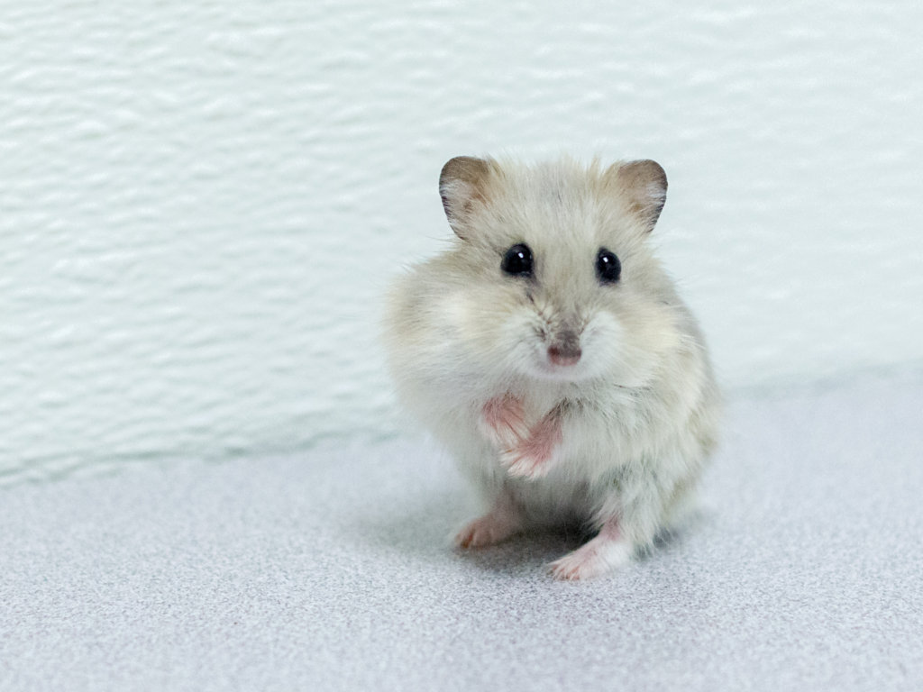 Donate to help stop animal cruelty