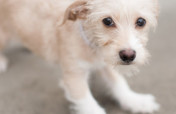Donate to help stop animal cruelty
