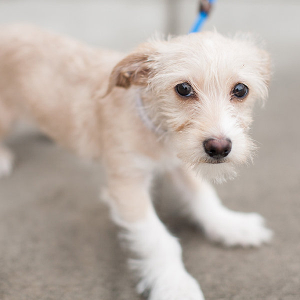 Donate to help stop animal cruelty