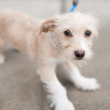 Donate to help stop animal cruelty