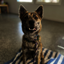 Sundance, a lost dog
