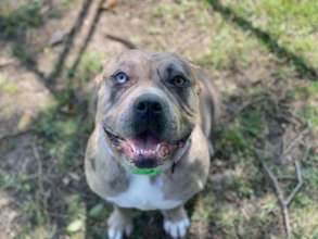 Jewels in adoptions