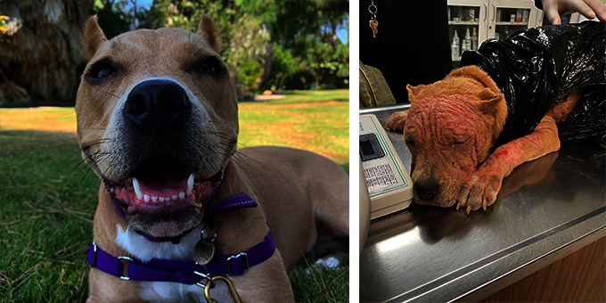 Violet before and after