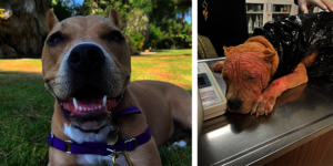 Violet before and after