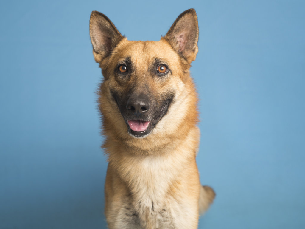 Emergency Rescue & Medical Care for Homeless Pets