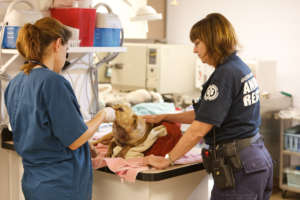 Veterinarian and EAMT Work Together to Save Lives