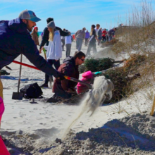 Dune Restoration Project - Cape Fear Chapter
