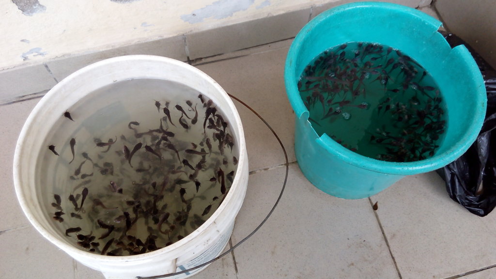 Entrepreneurship Skills Training for Young Women