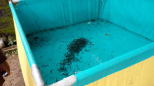 Fish Farming