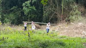 Hauling bamboo!