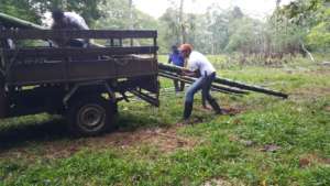 Hauling bamboo for reparations