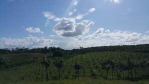 A new reforestation, over 6,000 trees.