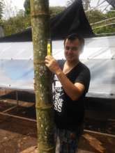 A volunteer from the local university helps