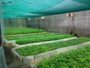 Tree beds for trees