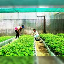 Working in the nursery