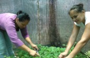 Build a community tree nursery in Costa Rica