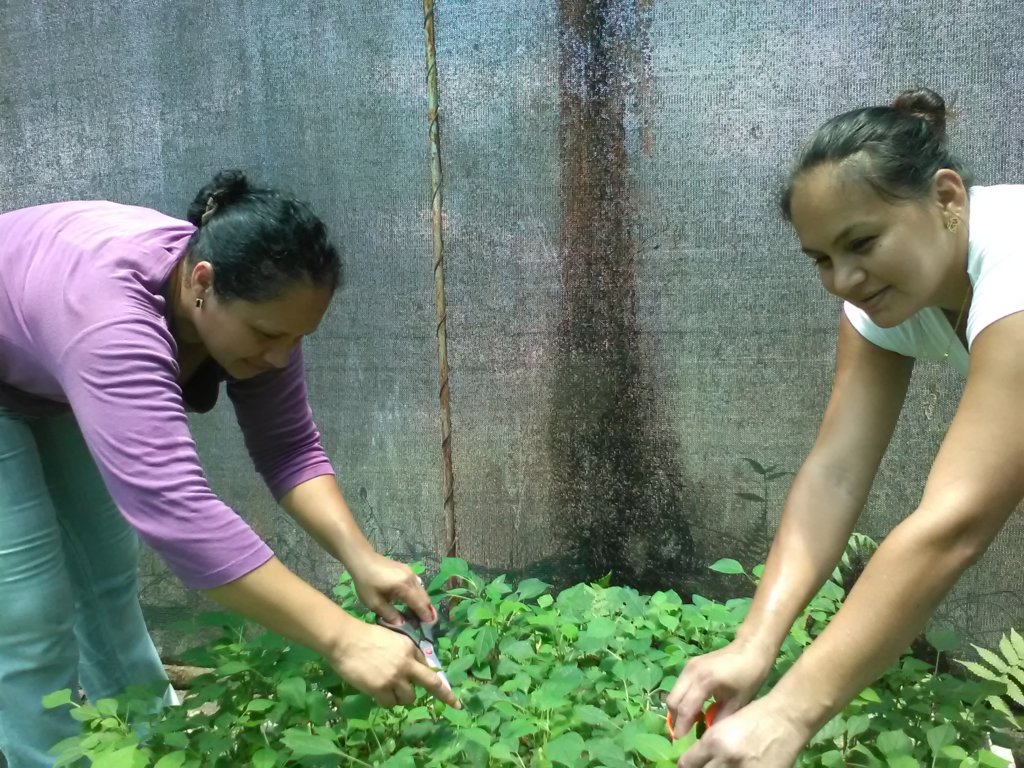 Build a community tree nursery in Costa Rica
