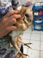 Sick barn owl in the nursery of Belize Bird Rescue