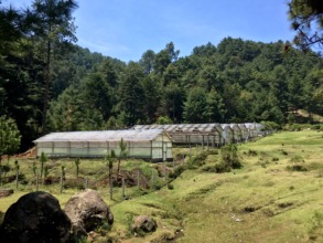 EcoLogic greenhouses for reforestation
