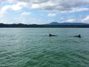 Dolphins tagging along on our visit with MAR Fund