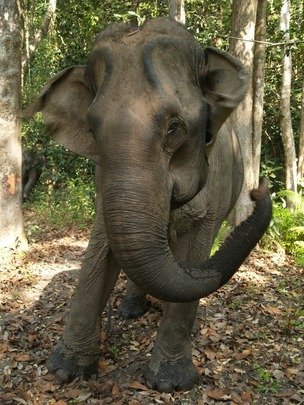 Empower and Support Nonprofits in Southeast Asia