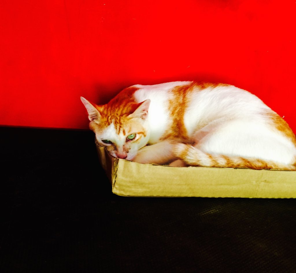 Empower and Support Nonprofits in Southeast Asia