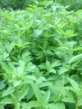 Growing local vegetables