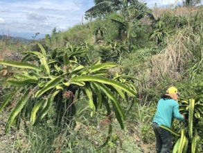 High-valued crop