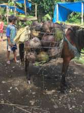 Coconut harvesting