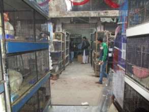 Jamshad was able to develop his pet bird business