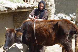 Woman with Cow