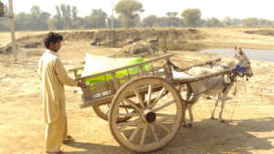Famer with load of seeds for sowing