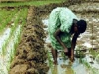Help 20 Farmers Processing Rice in Nigeria