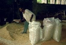 Help 20 Farmers Processing Rice in Nigeria