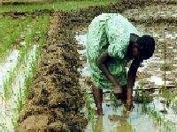 Traditional planting of rice