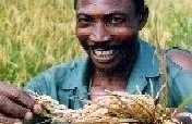 Help 20 Farmers Processing Rice in Nigeria