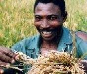 Help 20 Farmers Processing Rice in Nigeria