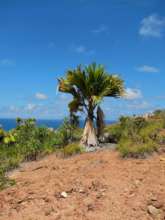 The rare Coco del Mer tree