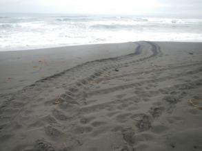 Beach 100 m from base littered with turtle tracks