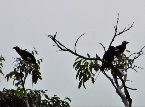 Saving the Symbol of Nias (Beo Nias)